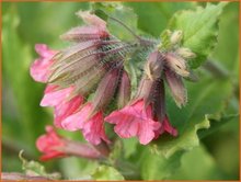 Pulmonaria