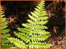 Pteridium