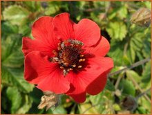 Potentilla