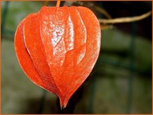 Physalis - Lampionplant - bestellen