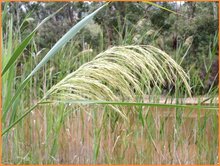 Phragmites