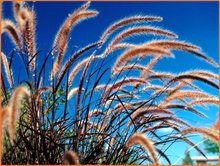 Pennisetum