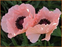 Papaver