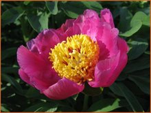 Paeonia