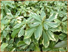 Pachysandra