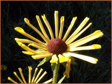 Rudbeckia