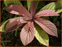 Rodgersia