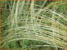 Stipa