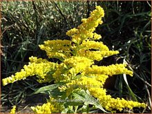 Solidago