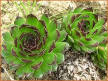 Sempervivum