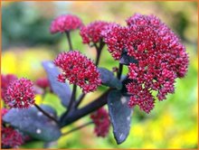 Sedum