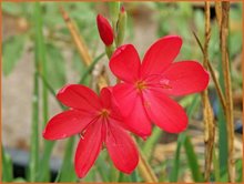 Schizostylis