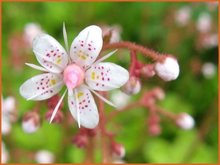 Saxifraga