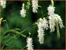 Sanguisorba