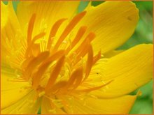 Trollius