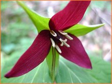 Trillium