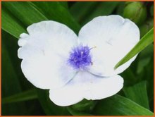 Tradescantia Tradescantia