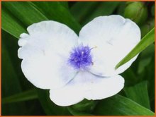 Tradescantia