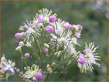 Thalictrum