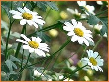 Tanacetum Tanacetum