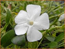 Vinca