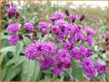 Vernonia