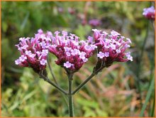 Verbena