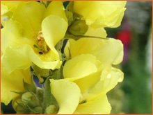 Verbascum