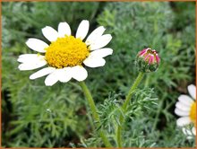 Afrikaanse-pyrethrum