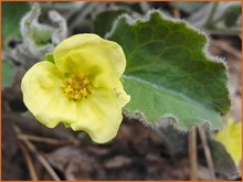 Geurende-hoefbloem