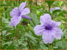 Wilde-petunia