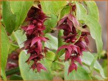 Leycesteria