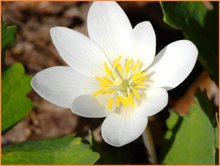 Sanguinaria