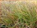 Chrysopogon