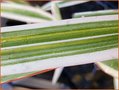 Dianella