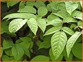 Aralia