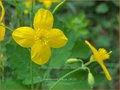 Chelidonium
