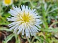 Taraxacum