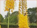 Eremurus