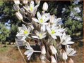 Urginea