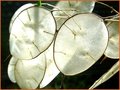 Lunaria