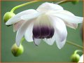 Anemonopsis