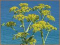 Ferula