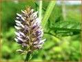 Glycyrrhiza