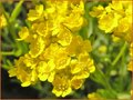Alyssum