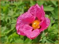 Cistus