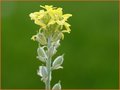 Fibigia