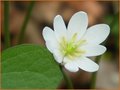 Jeffersonia