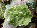 Plantago