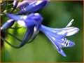 Agapanthus
